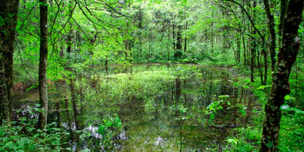 Cedars Bog